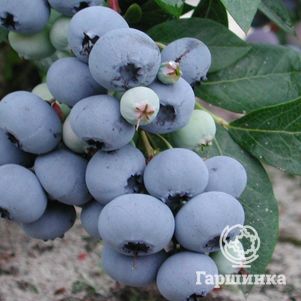 Голубика Блюголд