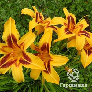 

Лилейник Бонанза