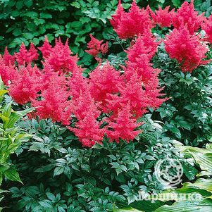 

Астильба японская Бонн