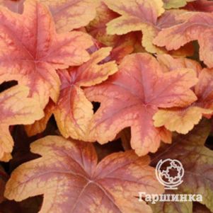 

Гейхерелла Брасс Лантерн