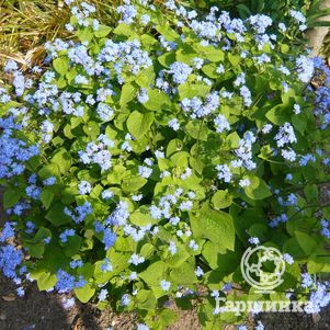 

Бруннера крупнолистная