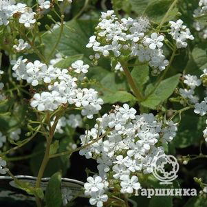 

Бруннера Бетти Боуринг