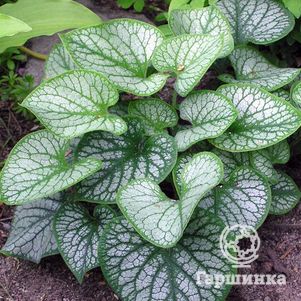 

Бруннера Джек Фрост