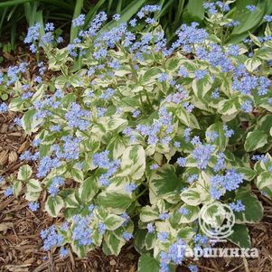 

Бруннера Вариегата