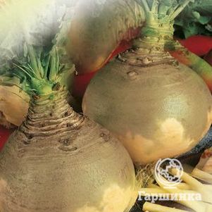 

Брюква Красносельская 0,5 г (серия Традиция), Семена Гавриш