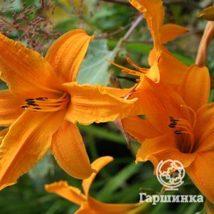 

Лилейник Бернинг Дэйлайт