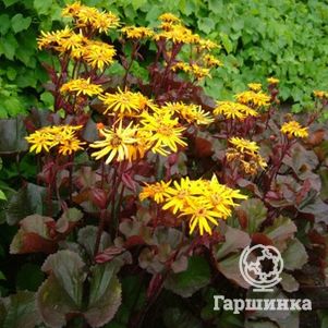 

Бузульник Бритт-Мари Кроуфорд