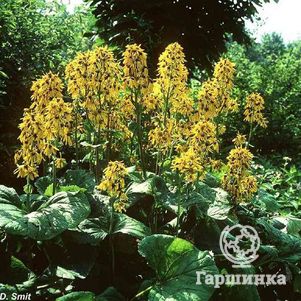 

Бузульник Грегиног Голд