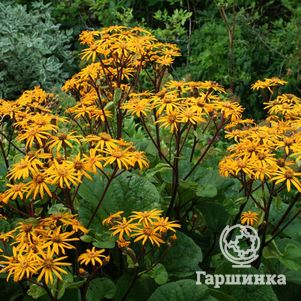 

Бузульник Отелло