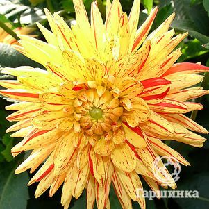 

Георгина Кэмбридж (МАКСИ) кактусовидная