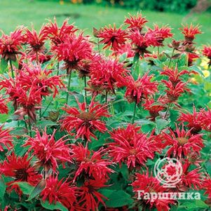 

Монарда Кембридж Скарлет