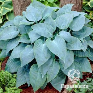 

Хоста Кандиан Блу (SM)