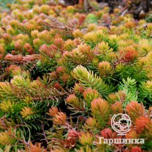 

Очиток (седум) отогнутый Ангелина