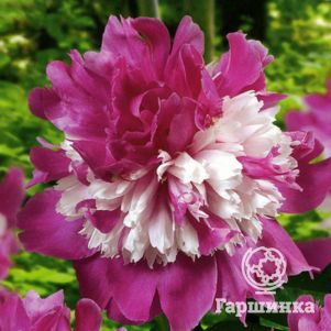 

Пион Селебрити