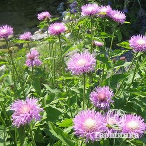 

Василек подбеленный