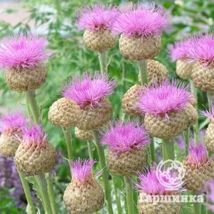 

Василек Пульхра Мажор