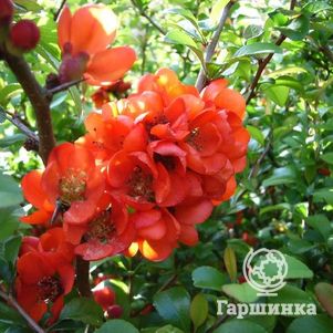 

Айва японская Саржента