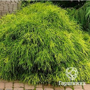 

Кипарисовик горохоплодный Филифера Нана