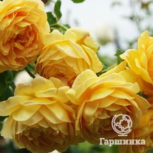 Роза Чарльз Дарвин, Д.Остин кустарниковая (лиц)