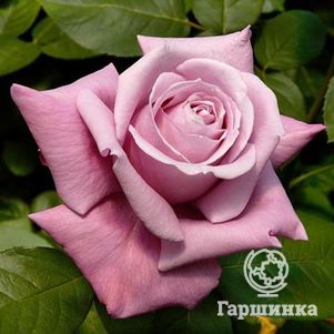 

Роза Шарль де Голль чайно-гибридная, Top Roses