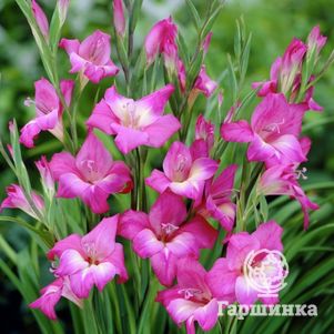 

Гладиолус мини Шарм 5 шт