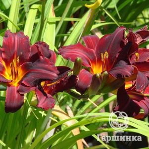 Лилейник Чикаго Блэкаут