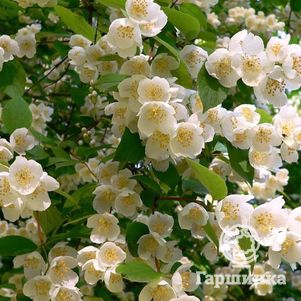 

Чубушник Венечный