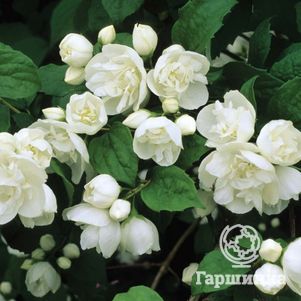 

Чубушник виргинский