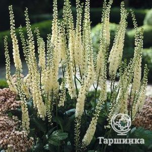 

Цимицифуга (Клопогон) Кордифолия