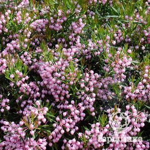 

Андромеда Компакта