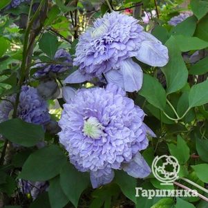 

Клематис Блу Лайт (Голубой свет) махровый (2)