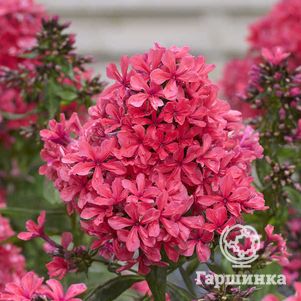 

Флокс Клеопатра метельчатый