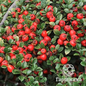 

Кизильник Корал Бьюти