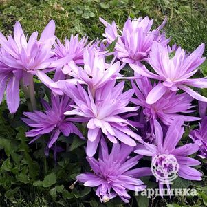 

Безвременник (колхикум) Уотерлили махровый