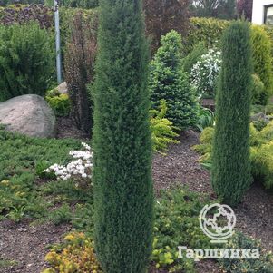 

Можжевельник Арнольд обыкновенный