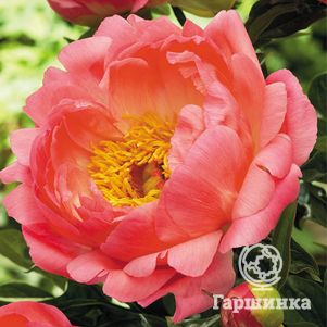 

Пион Корал Сансет