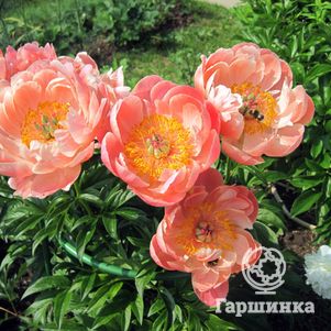 

Пион Корал Суприм