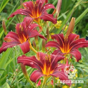 

Лилейник Кримсон Пират