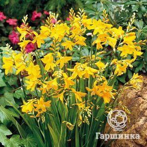 

Крокосмия (монтбреция) Джордж Дэвисон 5шт