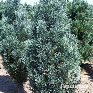 

Сосна черная Фастигиата