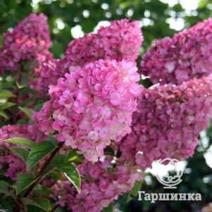 

Гортензия Сандей Фрайз (Клубничное мороженое) метельчатая