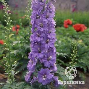 

Дельфиниум Камельярд