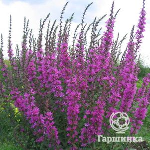 

Дербенник иволистный Свирл