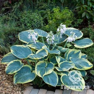 

Хоста Шуга Дэдди (M)