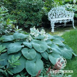 

Хоста Бресингхам Блю (ML)