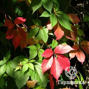 

Девичий виноград пятилисточковый