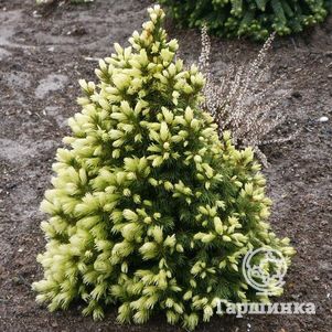 

Ель канадская Дейзи Уайт