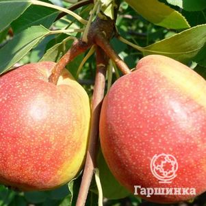 

Груша Красуля