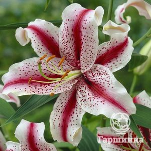 Лилия Диззи восточная белая