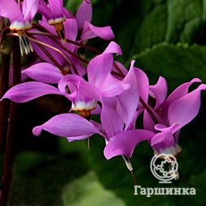 

Додекатеон Джеффри